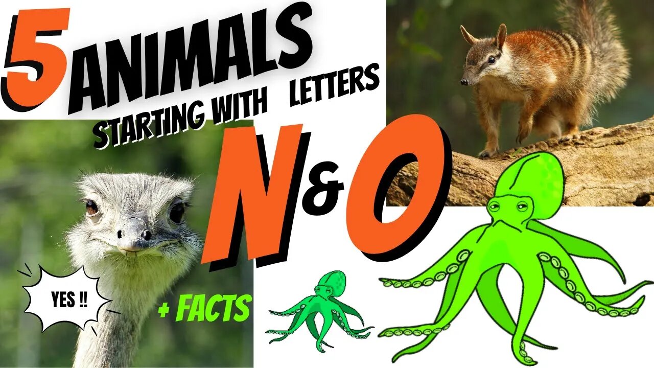 5 Animals & Facts starting with letters N & O. Alphabet.