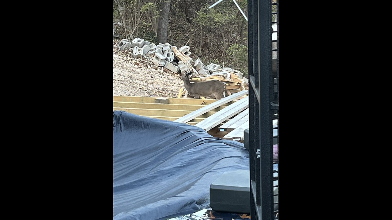 OH DEER my black faced Deer and family