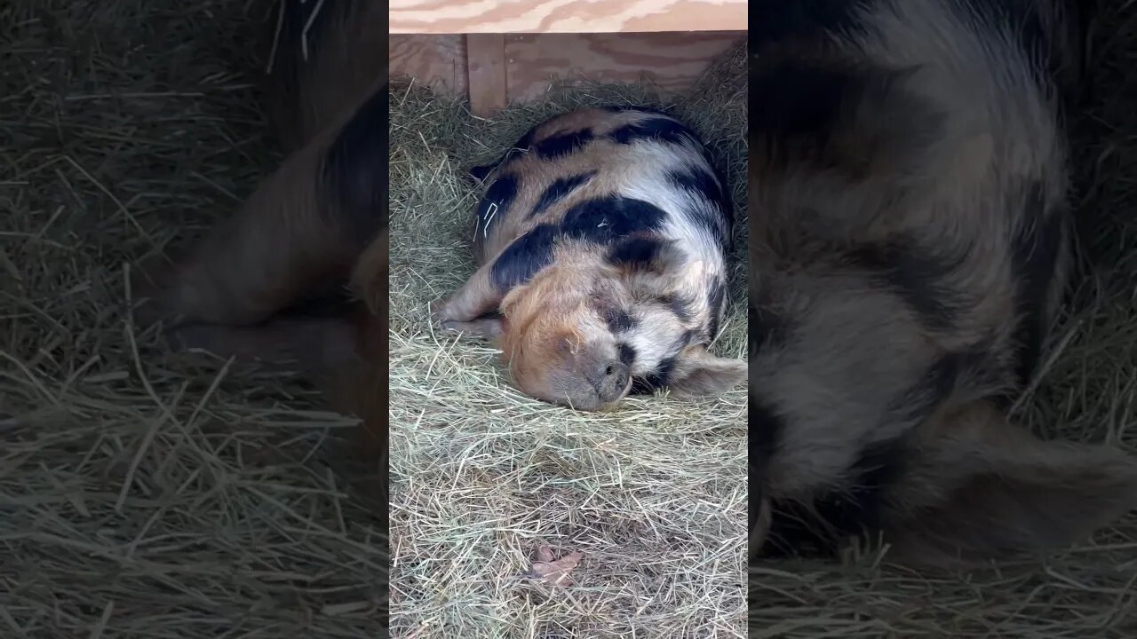 momma pig is living her best life☺️ #bestlife #kunekune #pigs #happy #farmlife #fy #fyp #relaxing