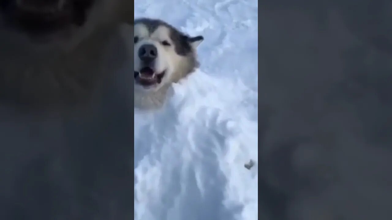 This is Snow ❄️ Dog 🐕 | #Shorts #Animals #Dog