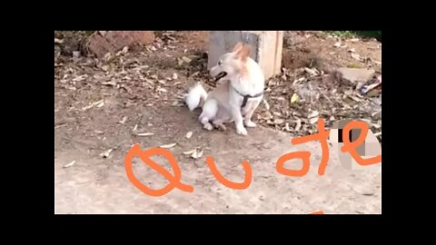 Quotes about dog love, #Shorts