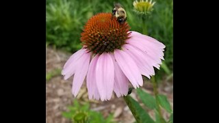 Purple Cone Flower & Bee (28 seconds)