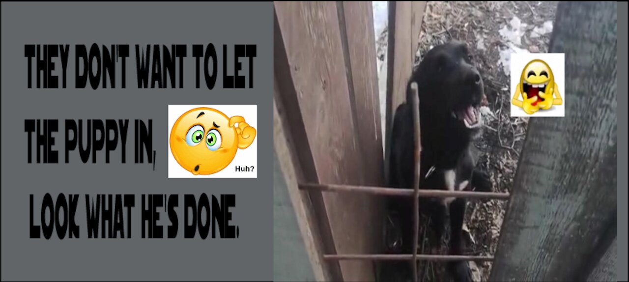 They don't want to let the puppy in, look what he's done.