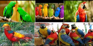 CUTE PARROTS IN THE WORLD