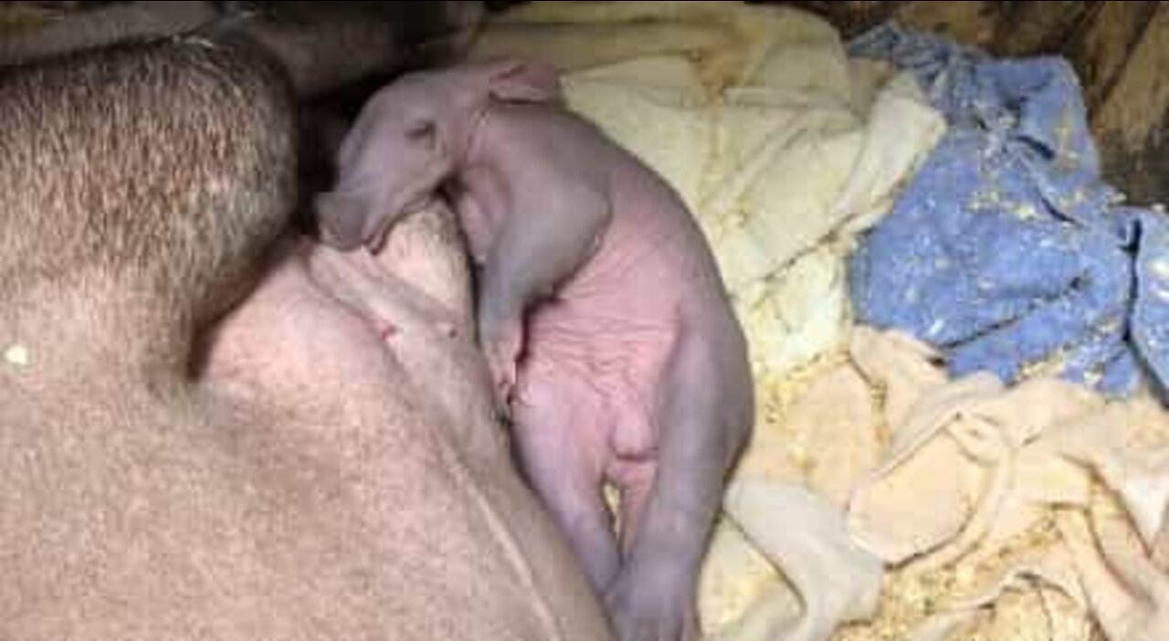 American zoo welcomes rare baby aardvark