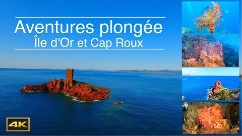 Tauchabenteuer Île d'Or und Cap Roux / Aventures plongée Île d'Or et Cap Roux