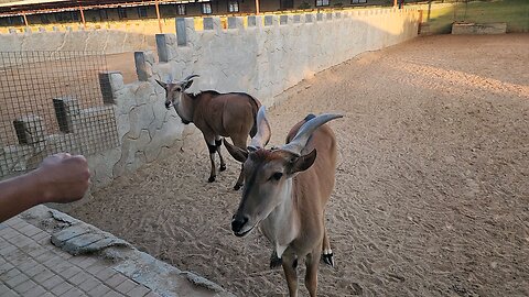 Deer or Goat? comment below👇