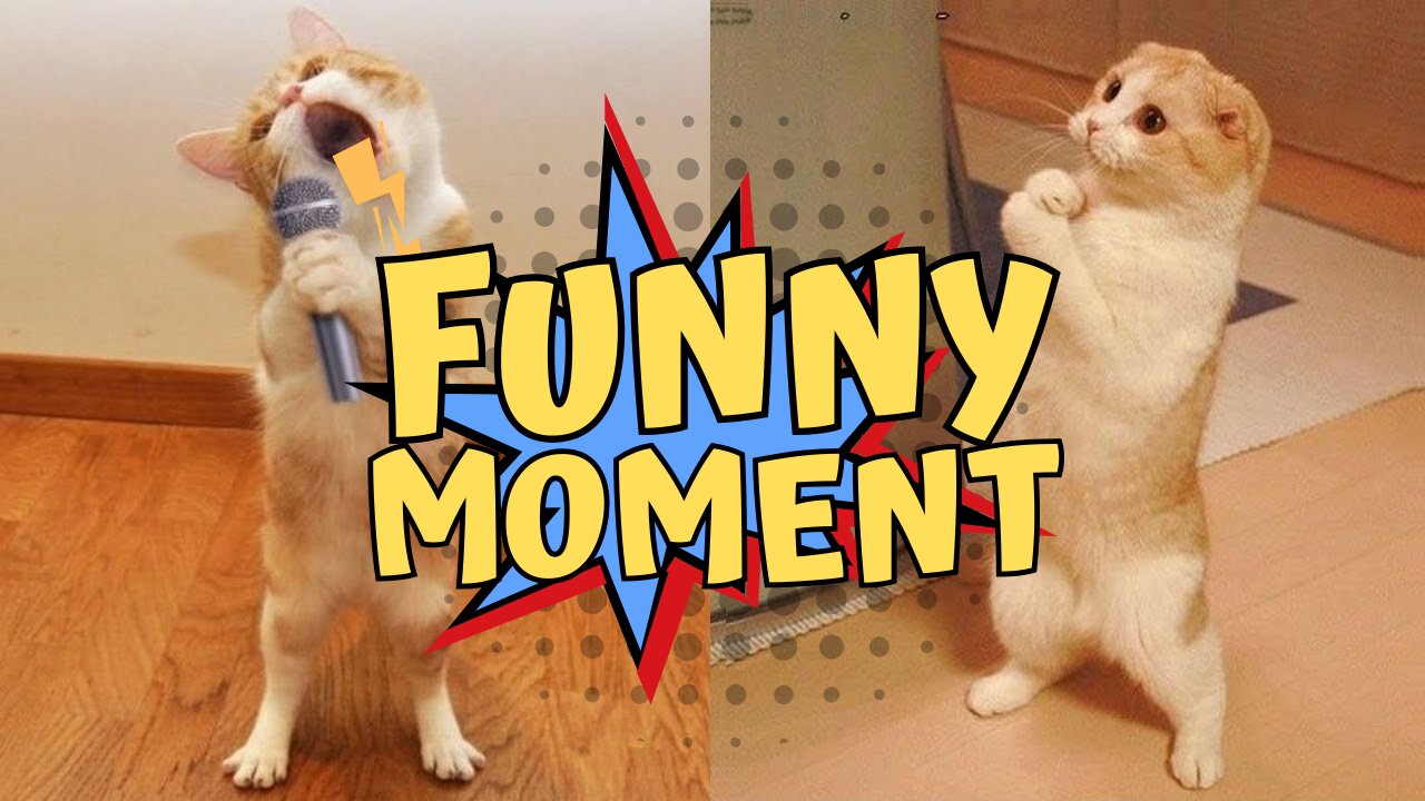 Best Funny Video, Get Ready to Laugh: Our Funniest Video Yet