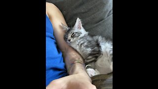 Cute Baby Maine Coon cat sleeping!