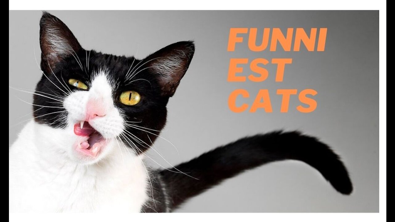 Funny cats Don't try to hold back Laughter