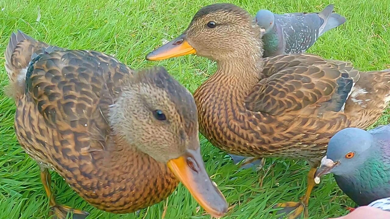 Hungry Gadwall Duck Ducklings Love Oat Flakes