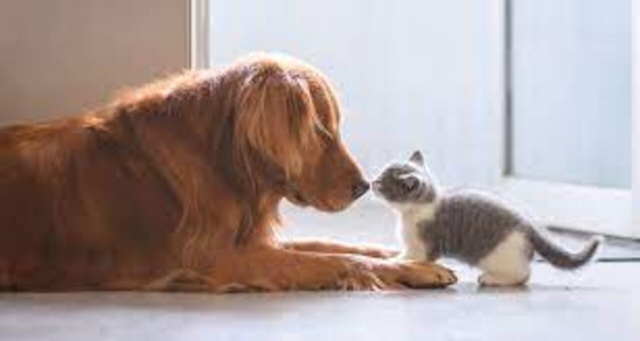 Cats and Dogs meeting each other for first time