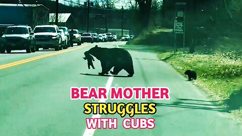 Bear Mom And Cubs | Bear Mom Struggles With Naughty Cubs |