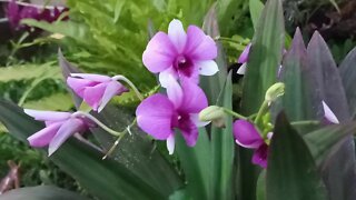 ORQUÍDEAS DENPHAL DICAS E CUIDADOS