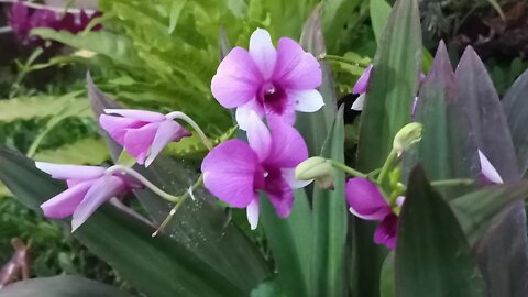 ORQUÍDEAS DENPHAL DICAS E CUIDADOS