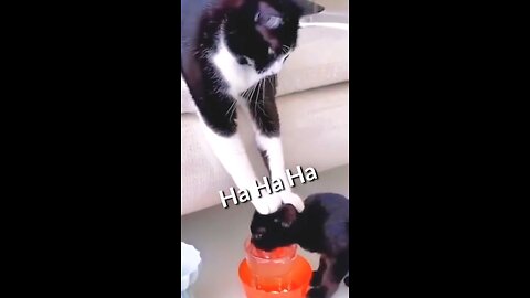 Funny Animal Videos 2023 Best Dogs And Cats Videos