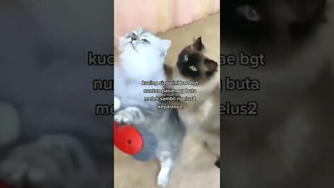 blind cats