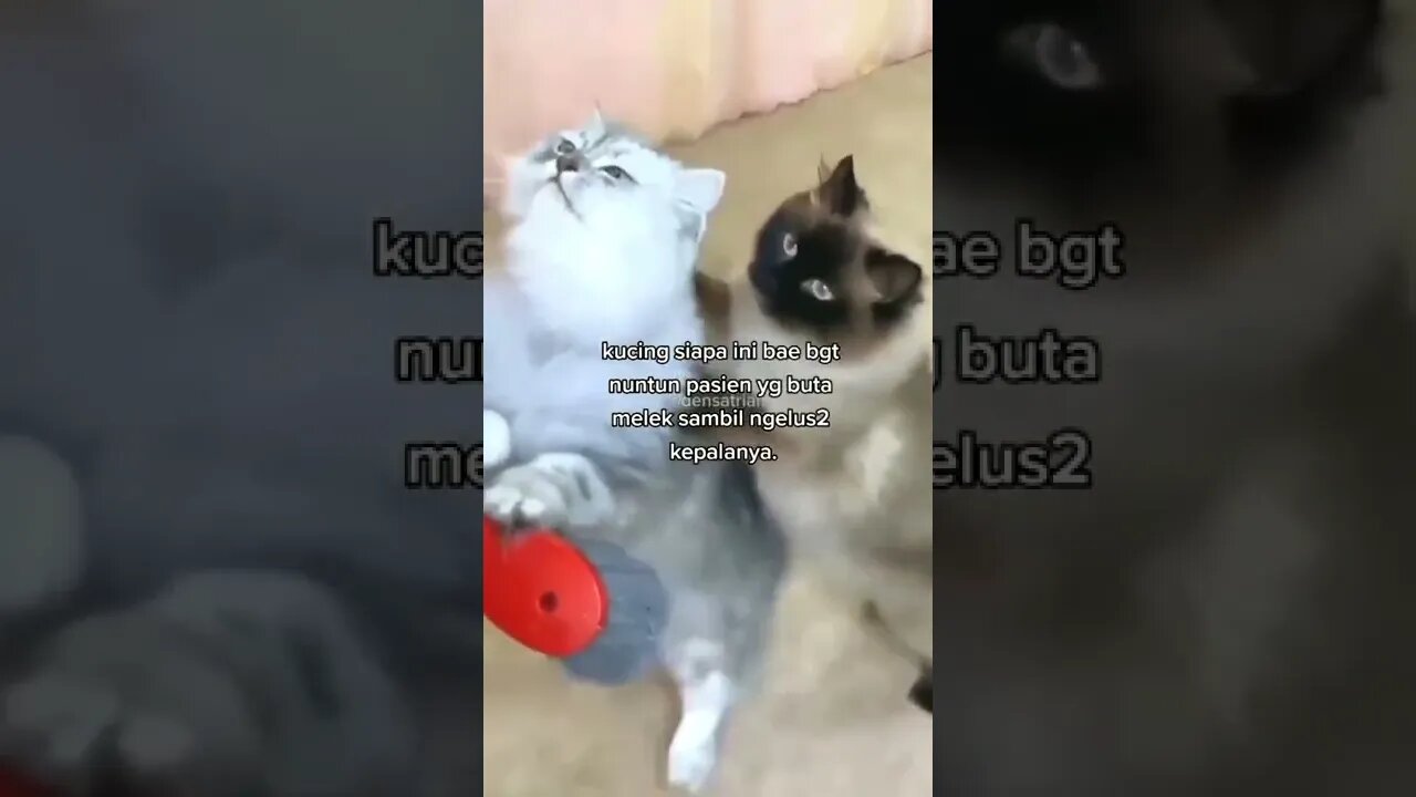 blind cats