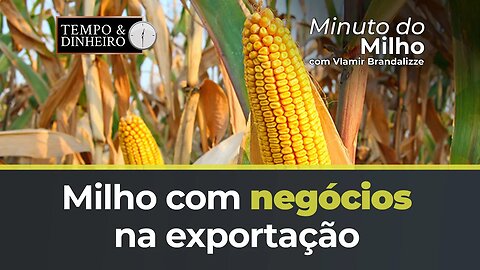 Milho com negócios na exportação