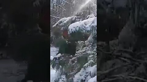 Snowfall