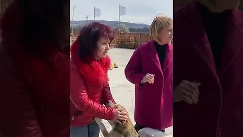 Мая Манолова дом за бездомни животни