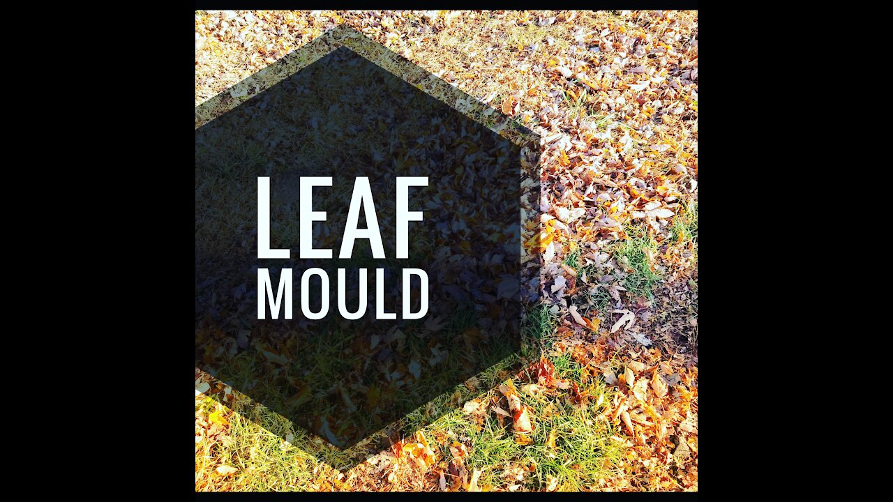 Leaf Mould | our Bin Set Up