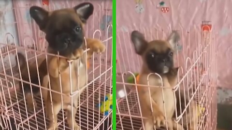 Dog tries to get out of the cage