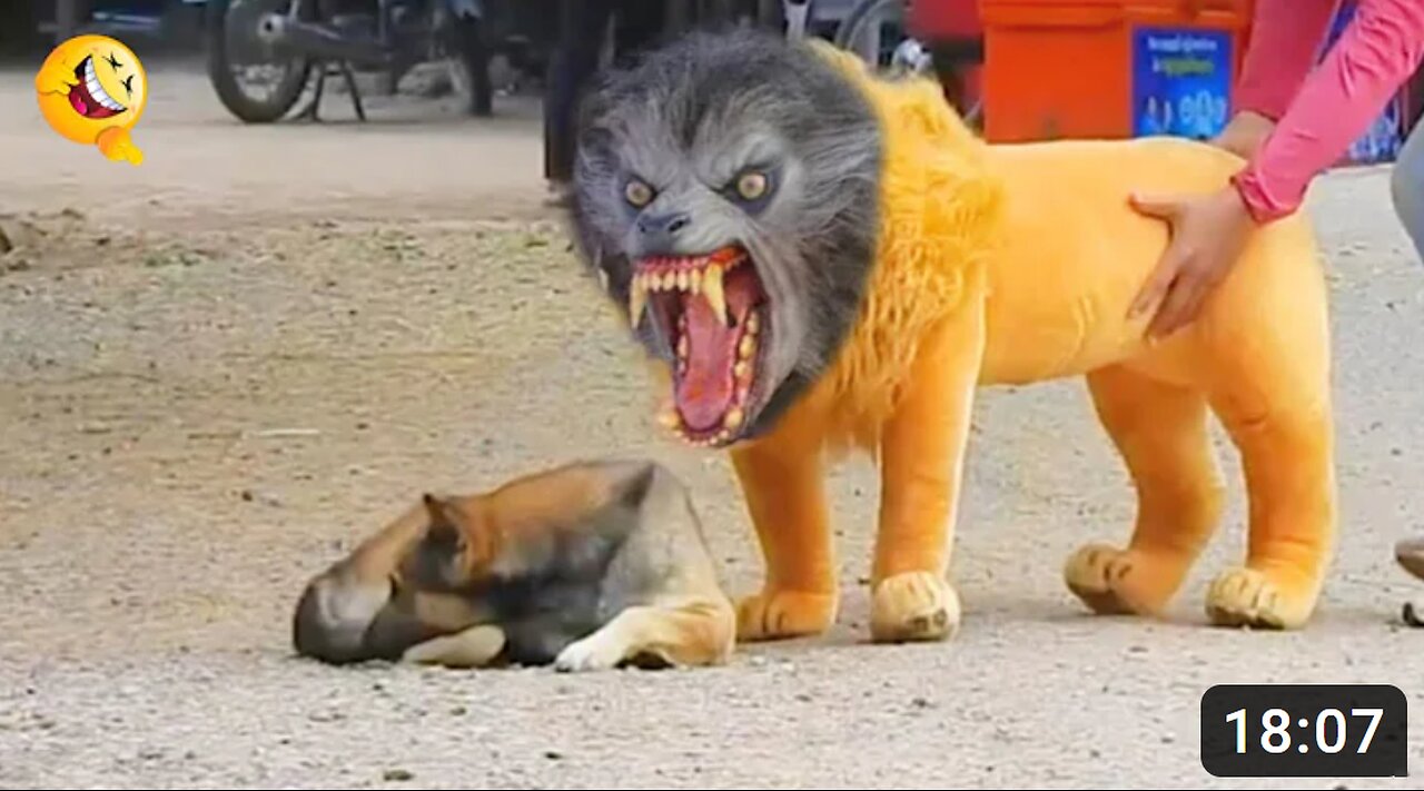 Troll Prank Dog Funny & fake Lion and Fake Tiger Prank To dog & Huge Box Prank to dog