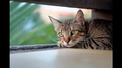 This cat messes around in the personal room