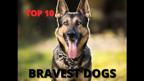 TOP 10 BRAVEST DOG BREEDS IN THE WORLD!!!!