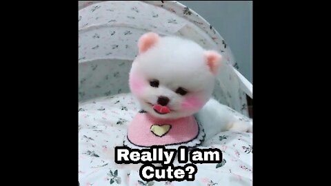 Really I am Cute?