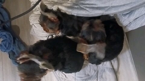 puppies Yorkies