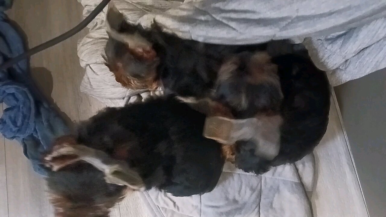 puppies Yorkies