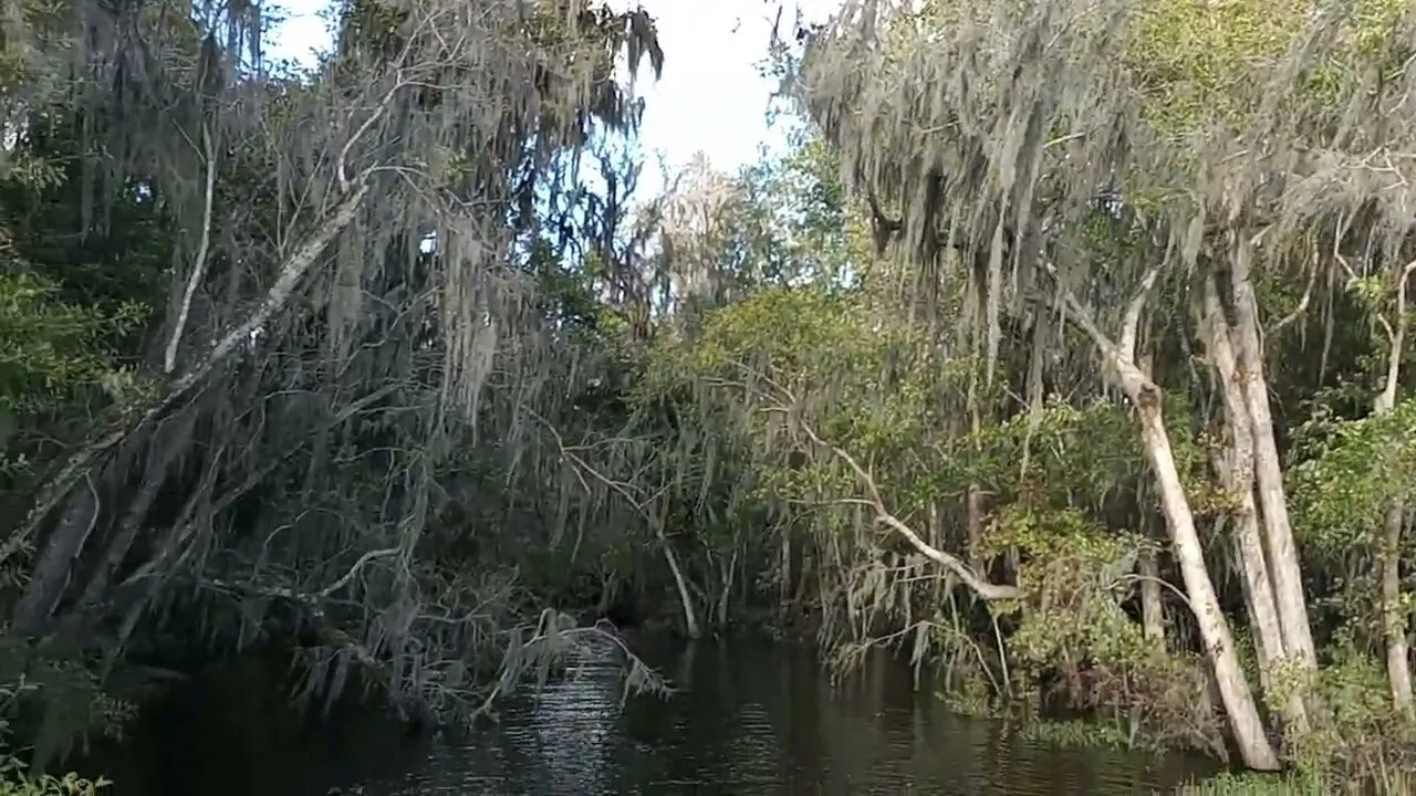 taking in some of the cypress swamp along #StJohnsRiver Florida