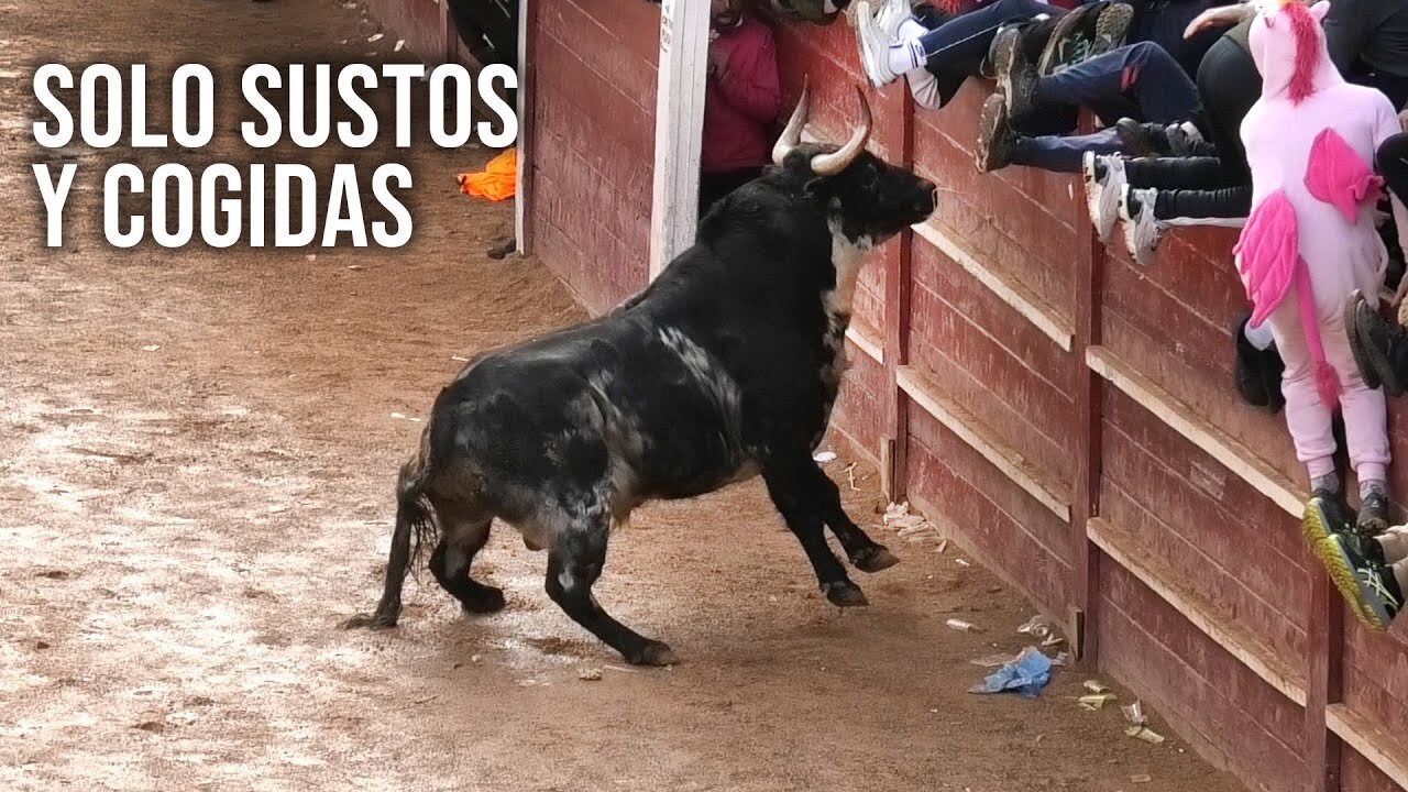 Toros Bravos Solo Sustos y Cogidas#InterestingAnimalMoments #CaughtOnCamera