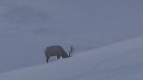 GOTTA HUNT FOR FOOD! MONSTER BULL DIGGING FOR FOOD IN THE DEEP SNOW!