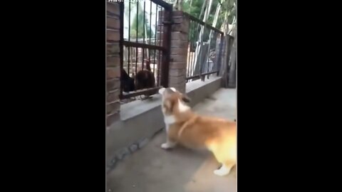 Cute puppy vs chicken fights