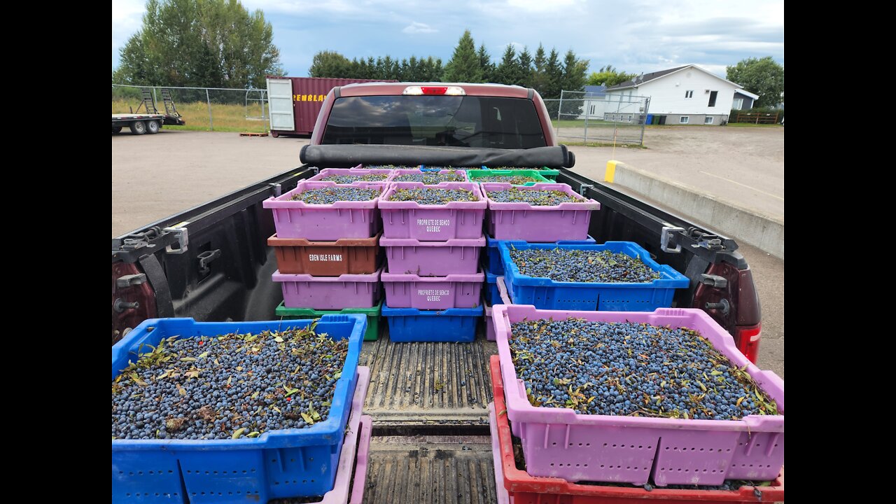 BLEUETS SAUVAGE DU QUÉBEC 2022- Canadian finest blueberry