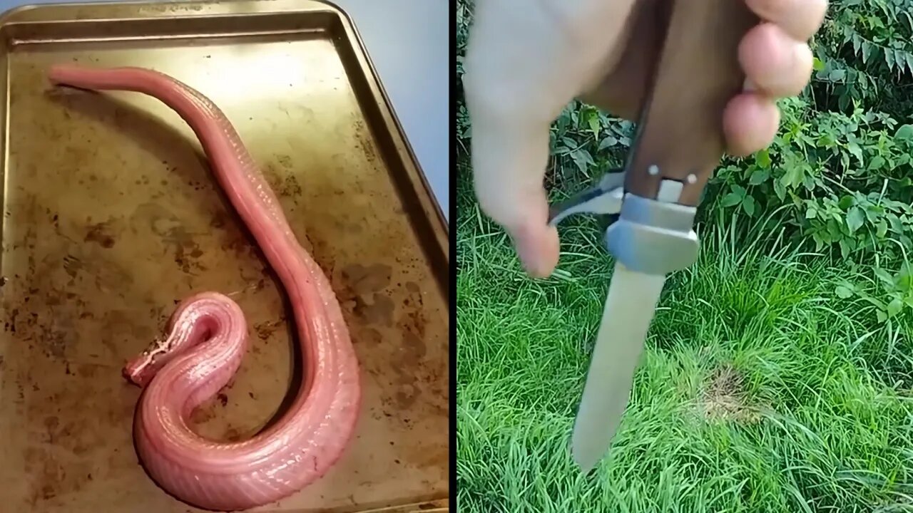 Snake still moving after Being skinned | This is called a gravity knife