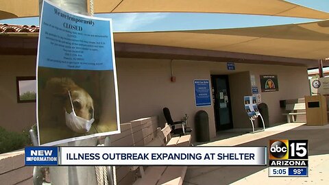 Maricopa County: 19 dogs euthanized during distemper outbreak