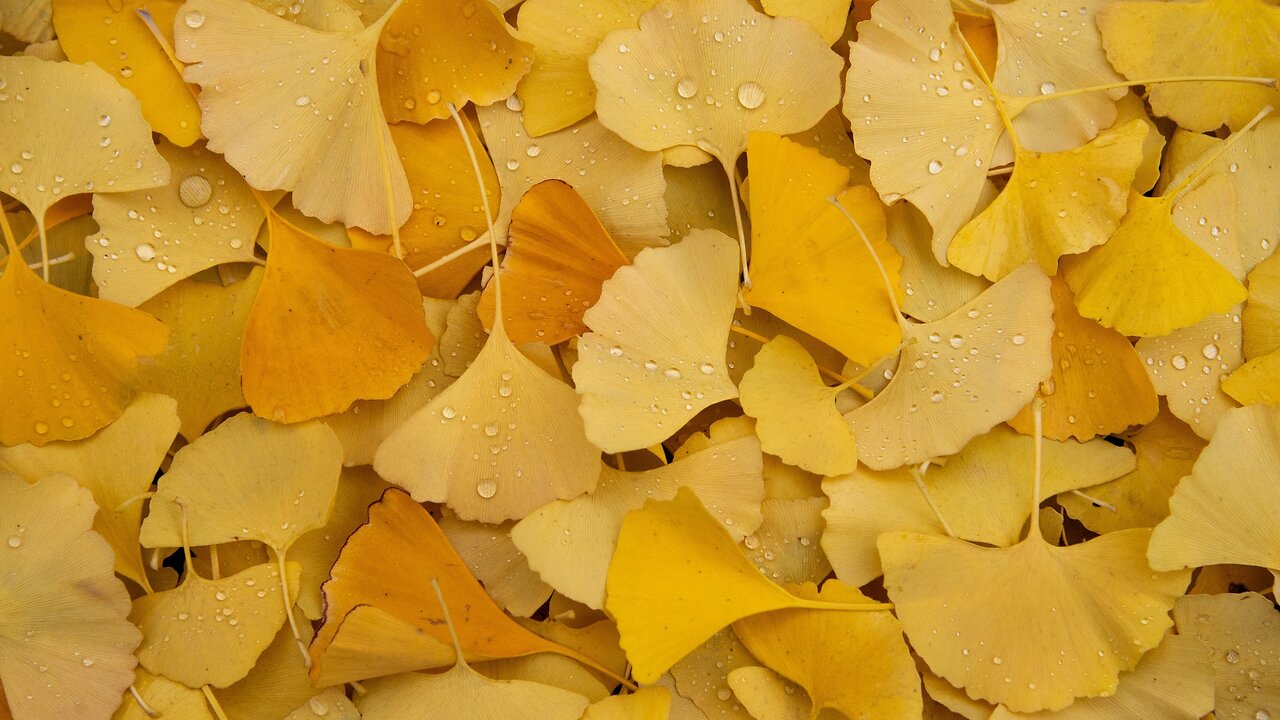 Golden Ginko. Red Cardinal. Canadian Autumn.