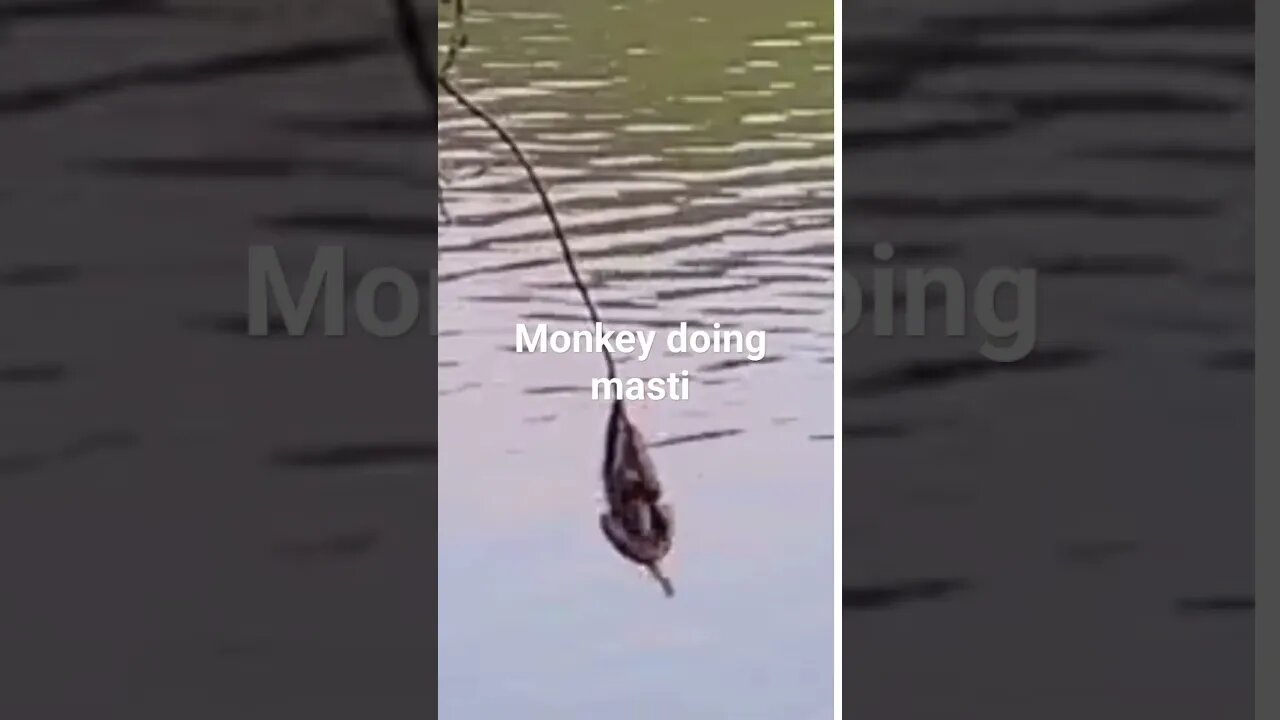 monkey masti time#funnyshorts #monkey
