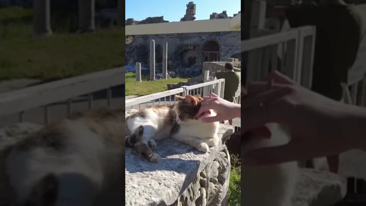 We made a friend at an ancient theatre! #shorts #fyp #cats