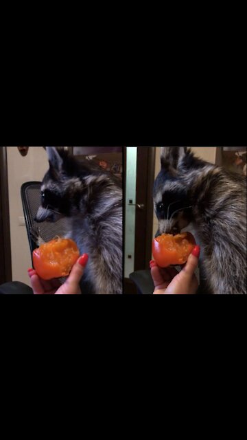 Raccoon eats persimmon for the first time, very funny