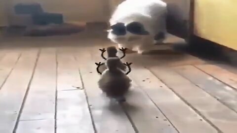 Baby Ducks Know How Deal With Cat