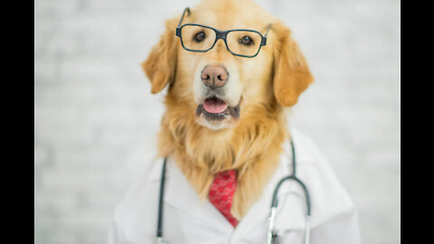 Doctor Cute Dog😂