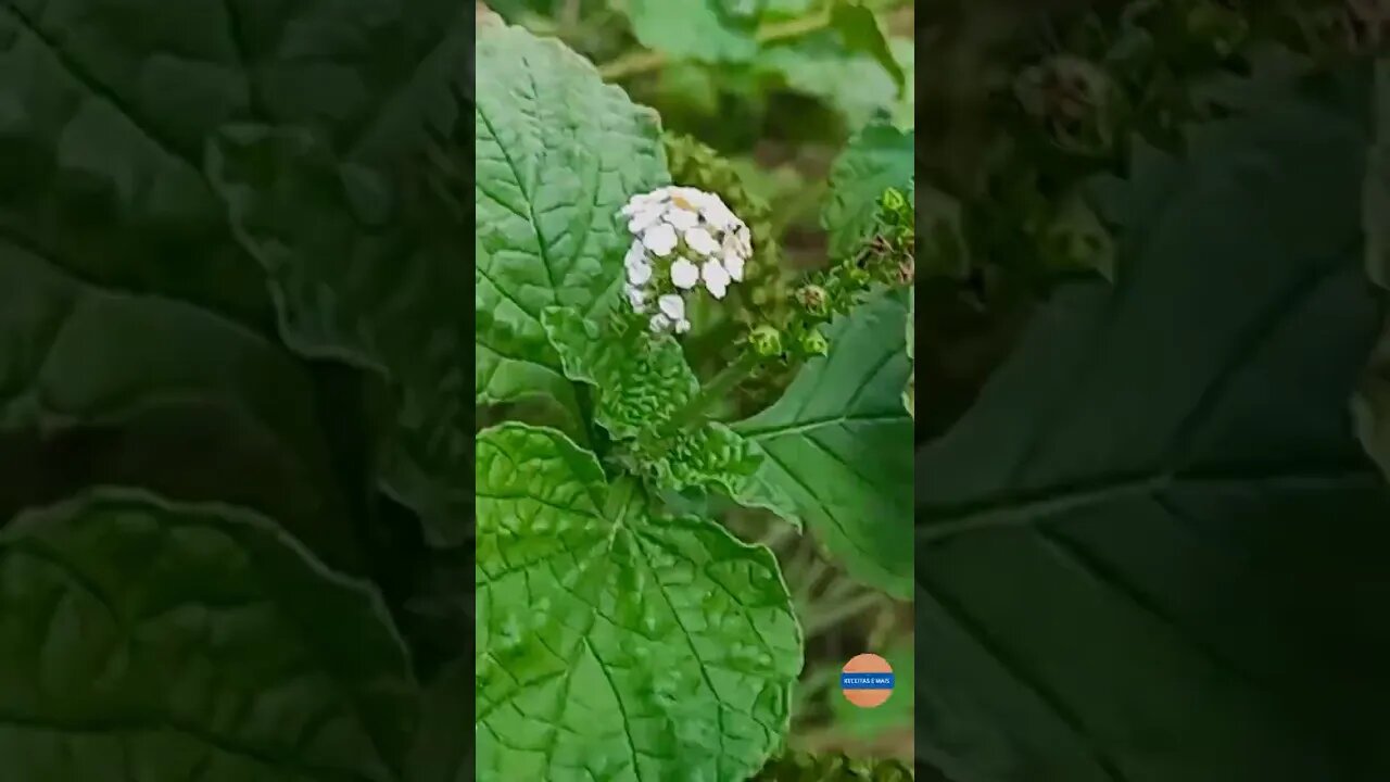 Não Deixa Essa Planta Faltar na sua Casa