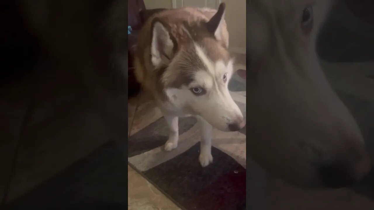 How I bribe my husky