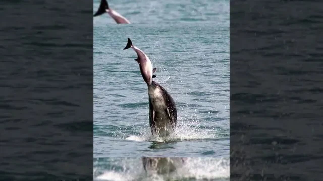 Don’t be fool by their appearance 🤯🤯 #longervideos #facts #interestingfacts #dolphin #marines