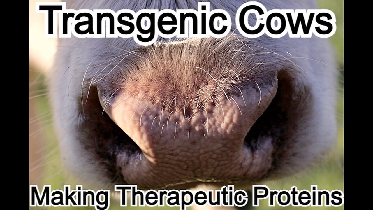 Transgenic cows making therapeutic proteins